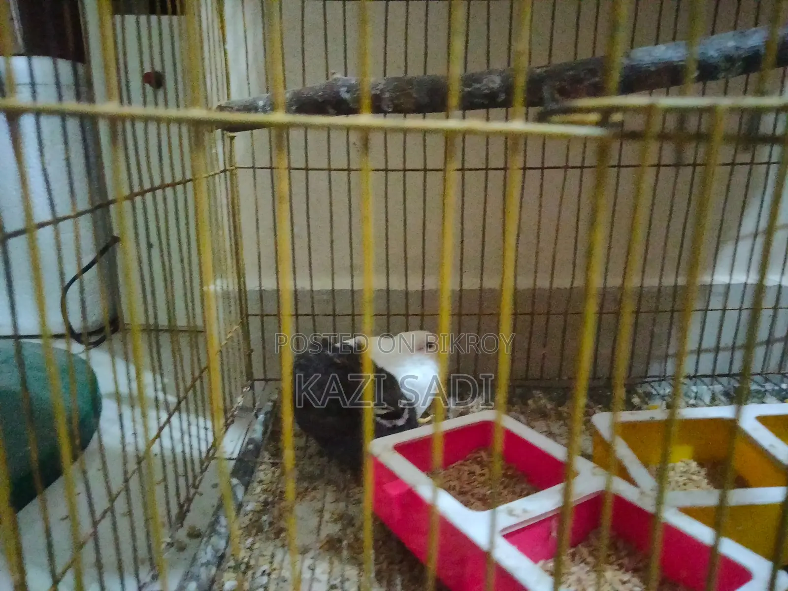 King Quail