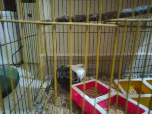 King Quail