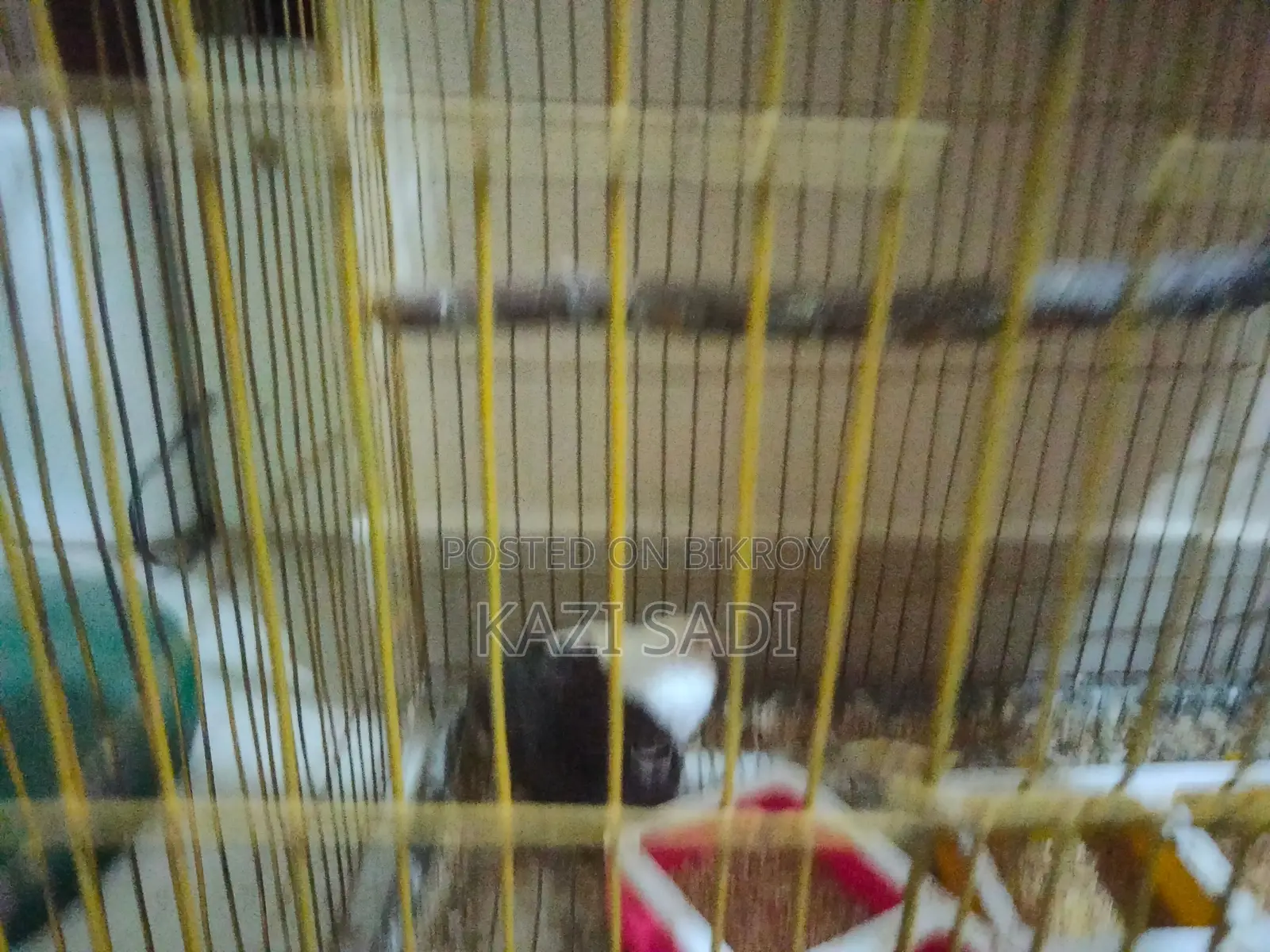 King Quail