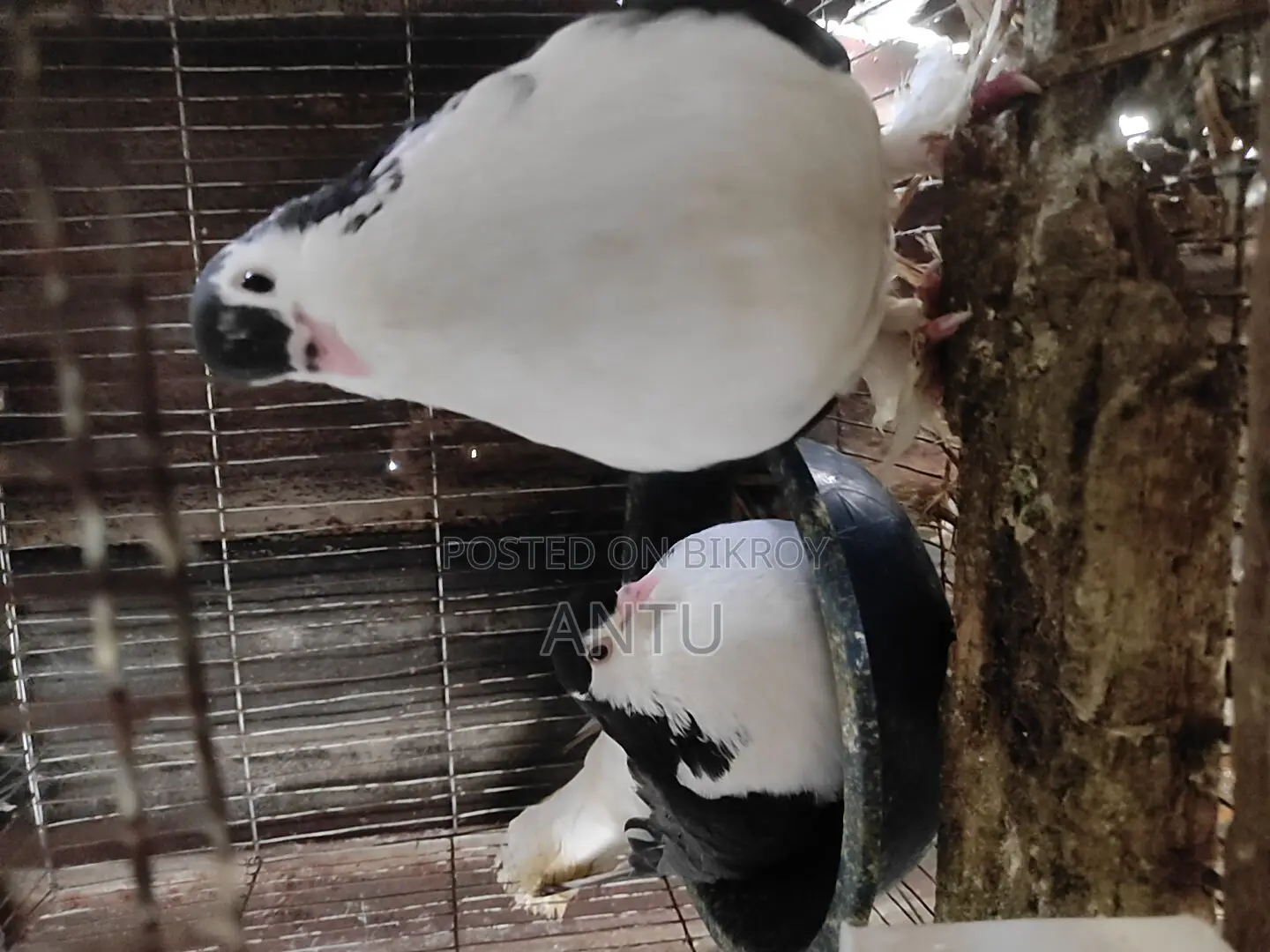 10 Pairs of Original Black & Silver Pigeons (Breeding Condition)