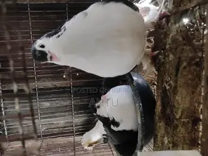 ১০ জোড়া অরিজিনাল ব্ল্যাক & সিলভার কবুতর (breeding Condition)