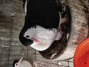 10 Pairs of Original Black & Silver Pigeons (Breeding Condition)
