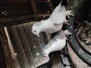 10 Pairs of Original Black & Silver Pigeons (Breeding Condition)