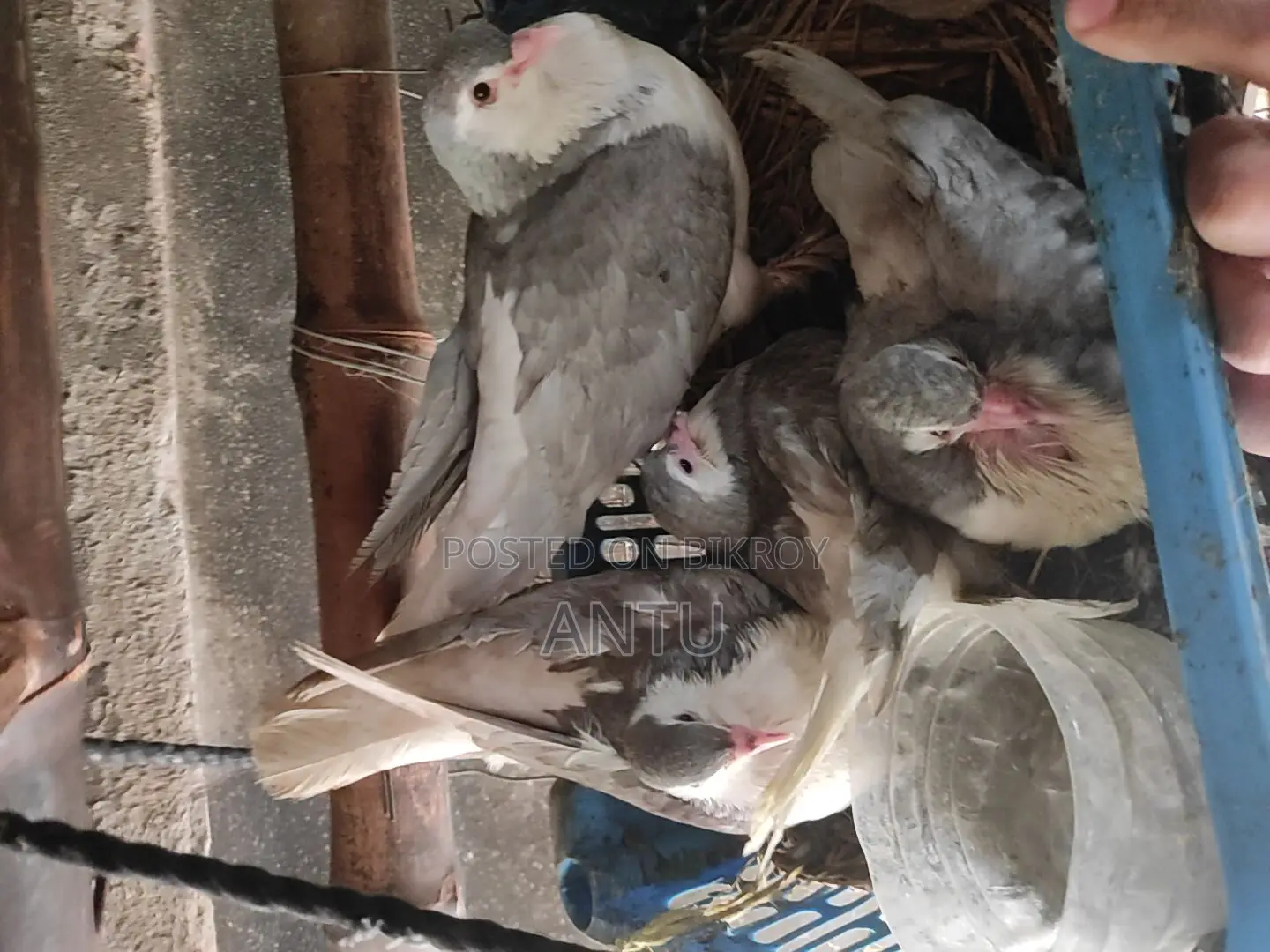 10 Pairs of Original Black & Silver Pigeons (Breeding Condition)