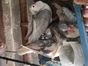 10 Pairs of Original Black & Silver Pigeons (Breeding Condition)