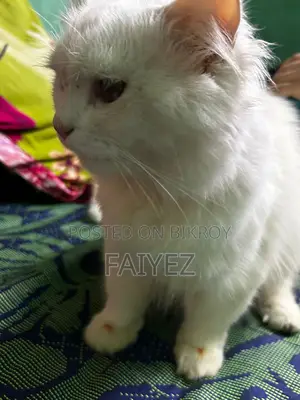 Persian Cat