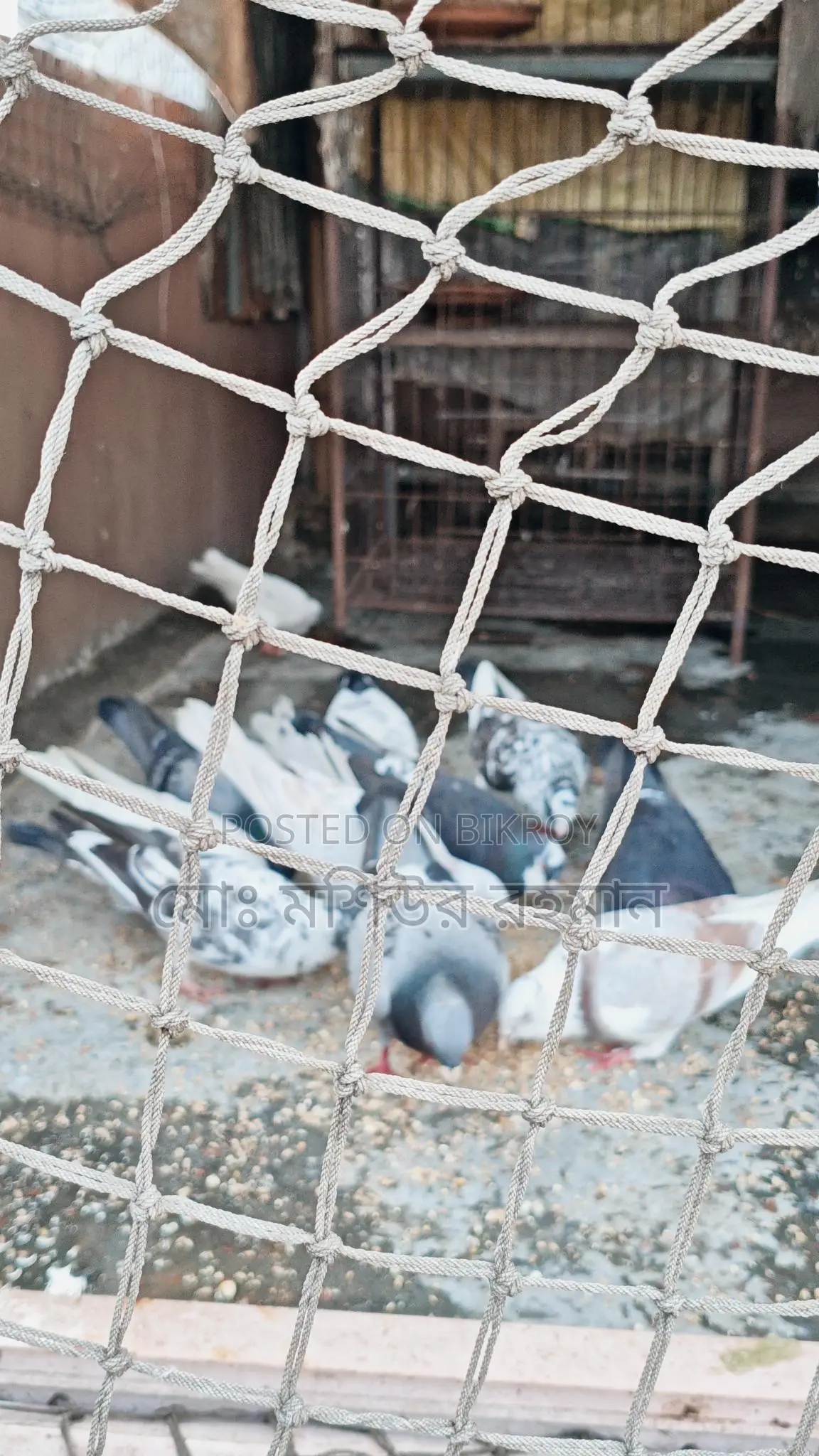 Pigeons for Sale