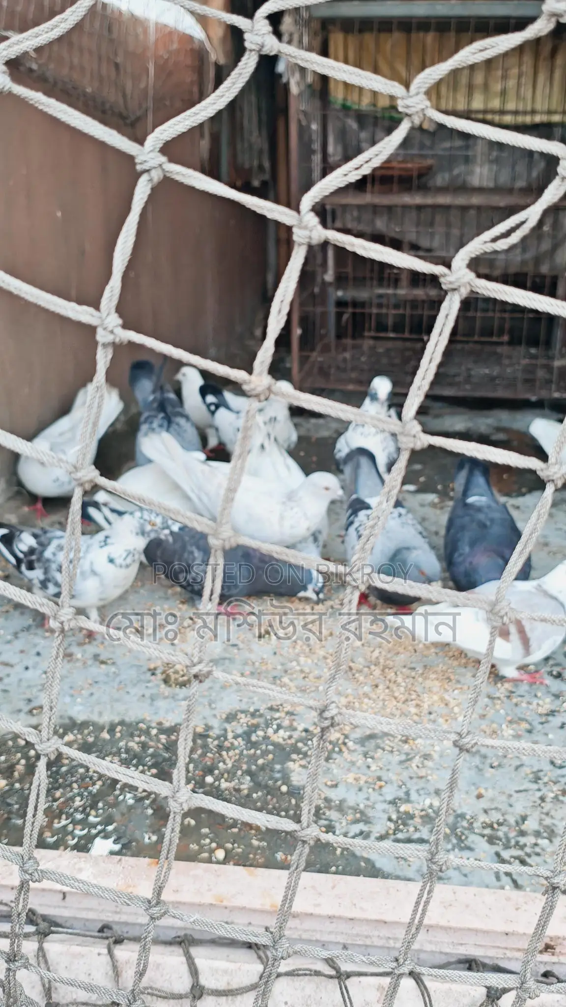 Pigeons for Sale