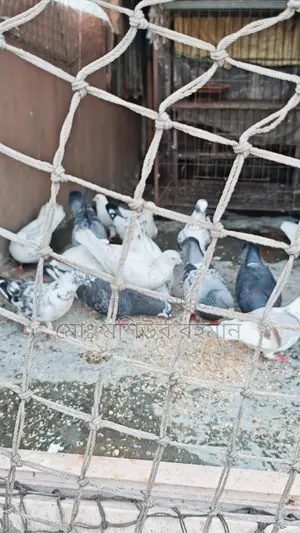 Pigeons for Sale