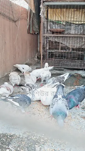 Pigeons for Sale