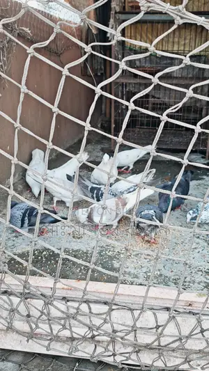 Pigeons for Sale
