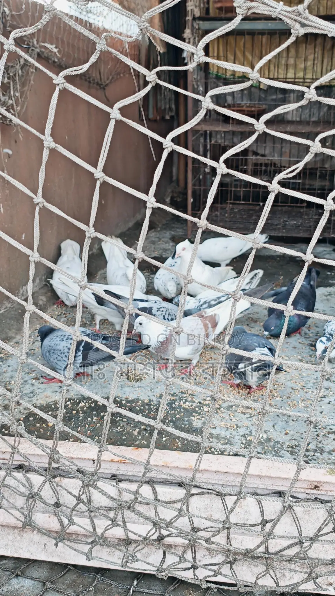 Pigeons for Sale
