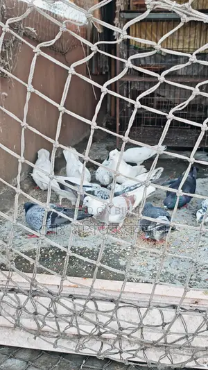 Pigeons for Sale