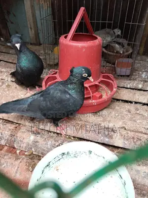 Black Myna Beak Pigeon