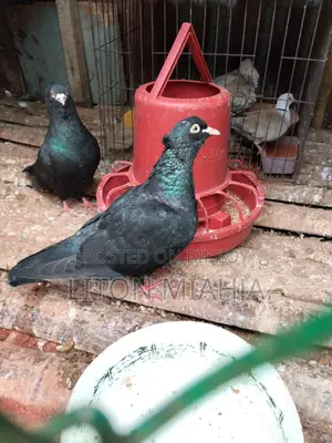 Black Myna Beak Pigeon