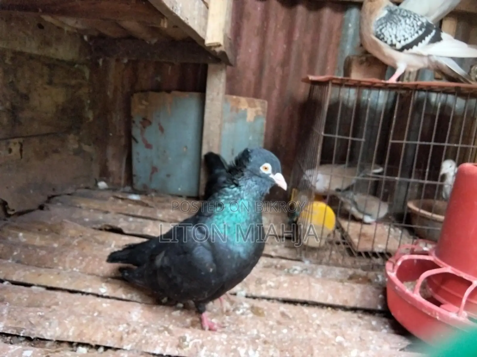 Black Myna Beak Pigeon