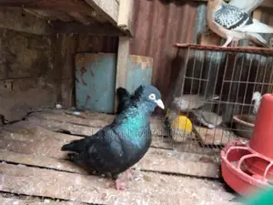 Black Myna Beak Pigeon
