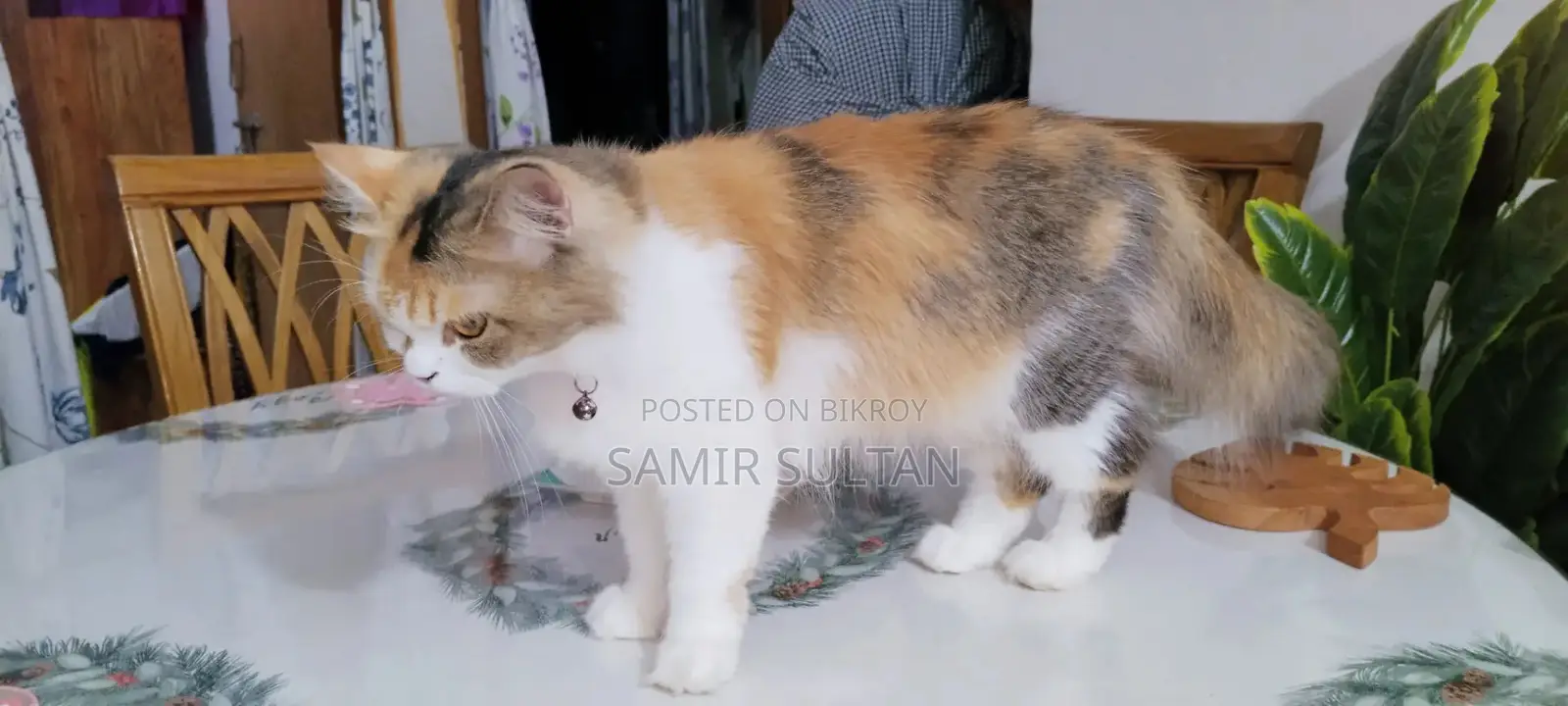 Persian cat female