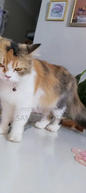 Persian cat female