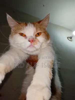 Mixed Breed Cat For Sale