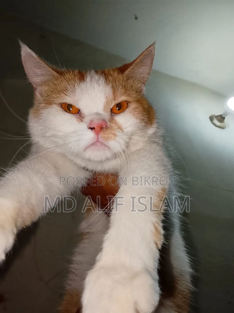 Mixed Breed Cat For Sale