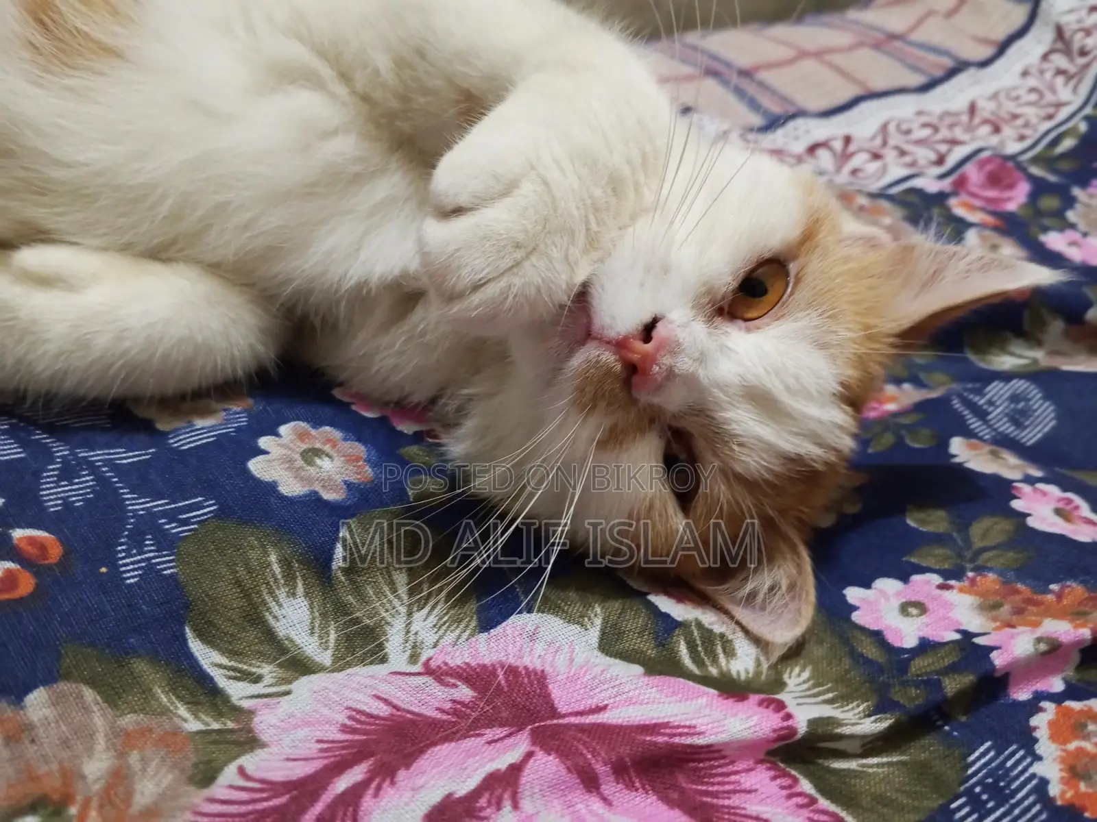 Mixed Breed Cat For Sale