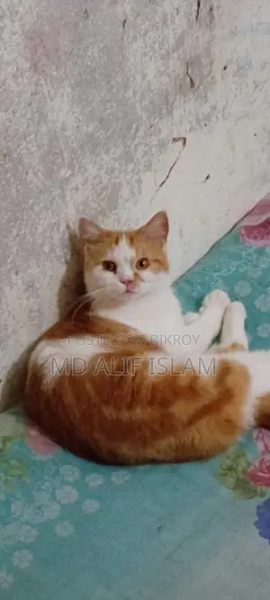 Mixed Breed Cat For Sale