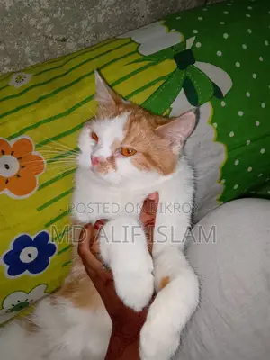 Mixed Breed Cat For Sale