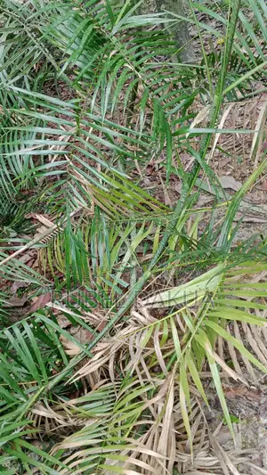 ব্যাতের জার সহ বিক্রি করা হবে