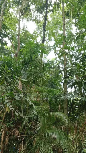 ব্যাতের জার সহ বিক্রি করা হবে