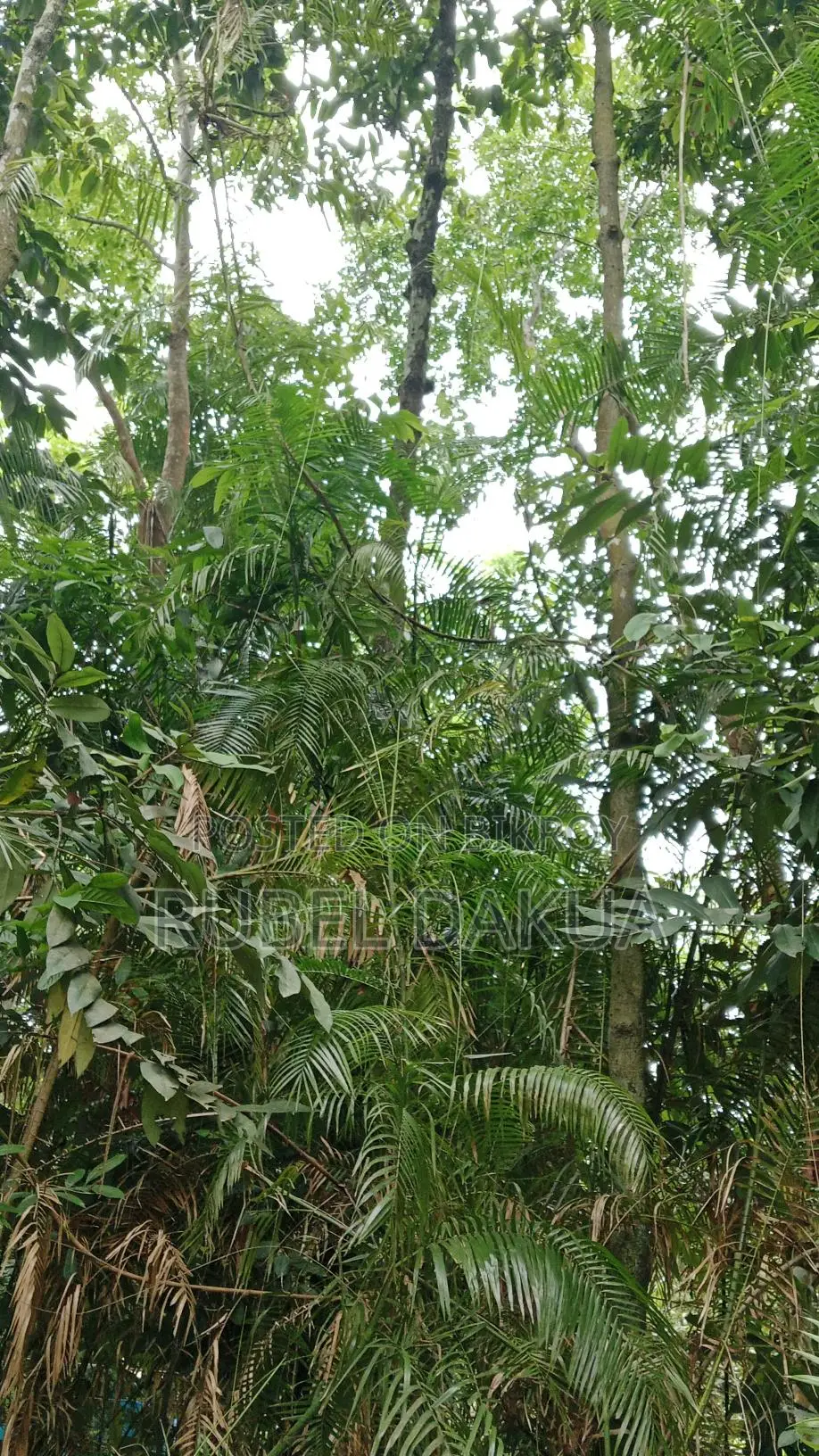 ব্যাতের জার সহ বিক্রি করা হবে