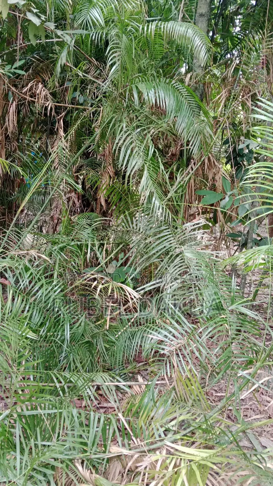 ব্যাতের জার সহ বিক্রি করা হবে