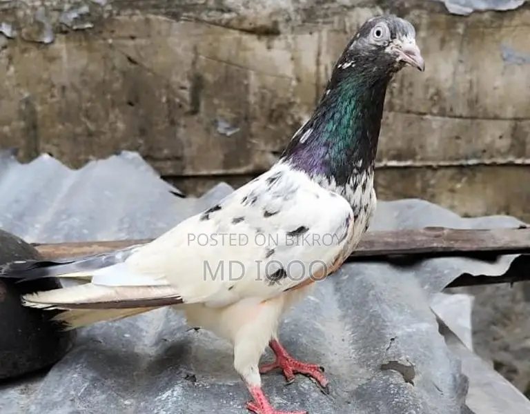 Teddy Pigeon Running Female
