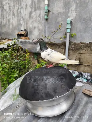 Teddy Pigeon Running Female