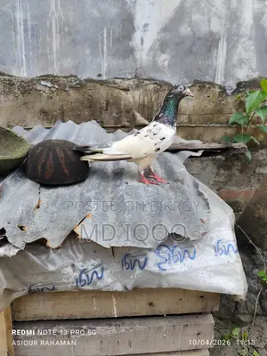Teddy Pigeon Running Female