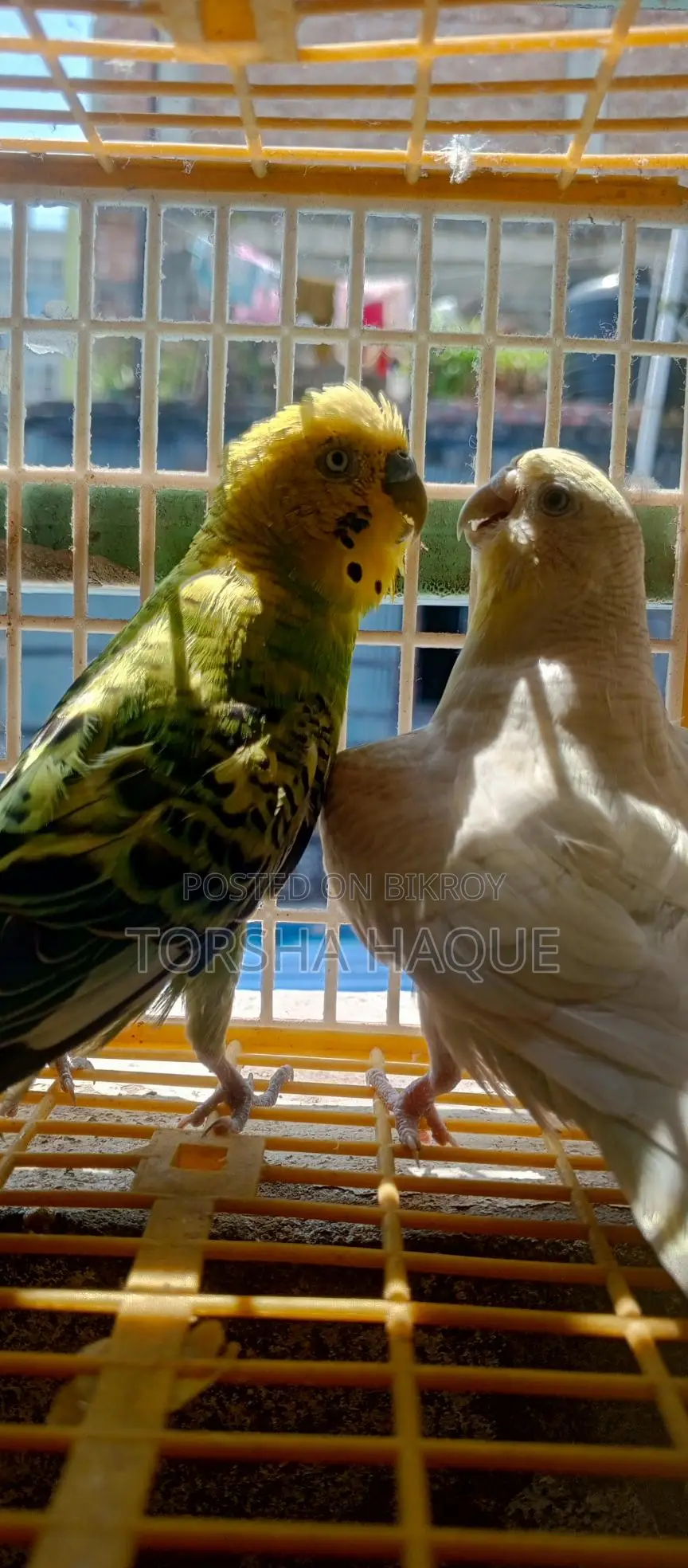Budgerigar Running Pair