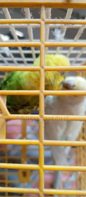 Budgerigar Running Pair