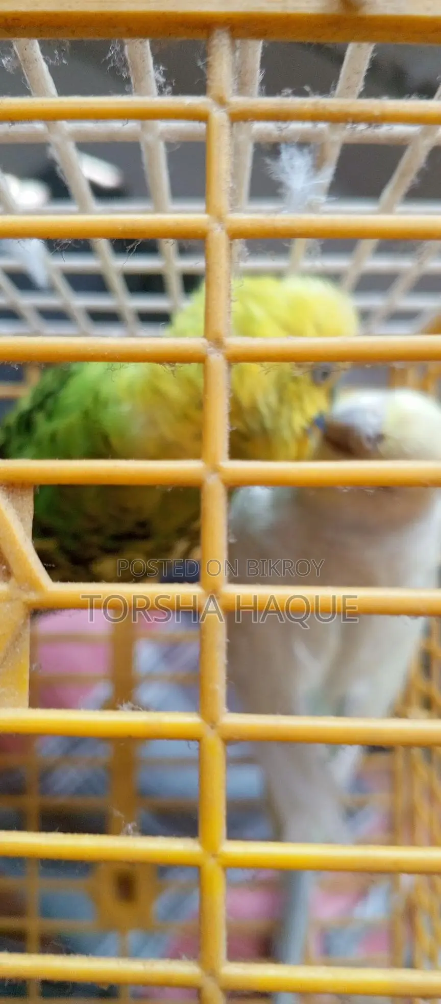 Budgerigar Running Pair