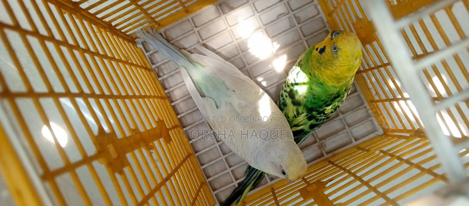 Budgerigar Running Pair