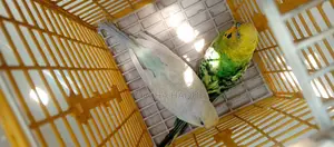 Budgerigar Running Pair