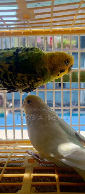 Budgerigar Running Pair