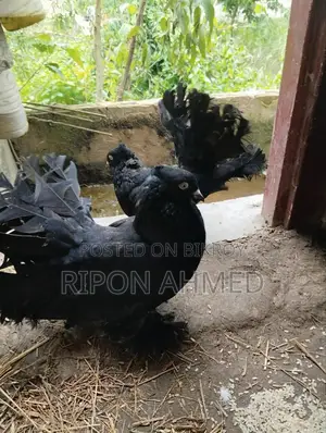 Pigeons For Sale