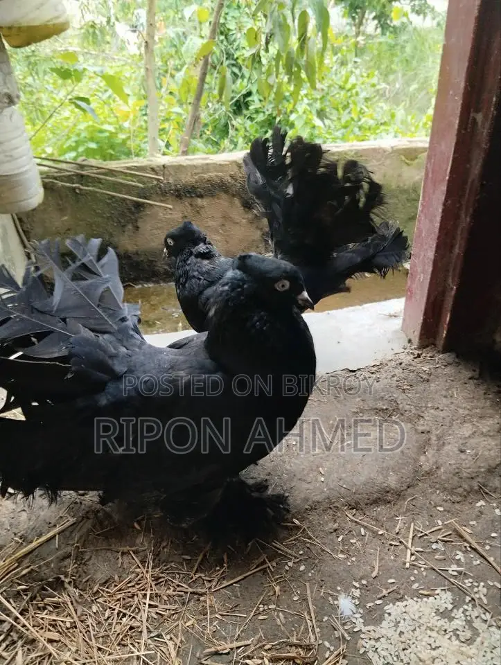 Pigeons For Sale