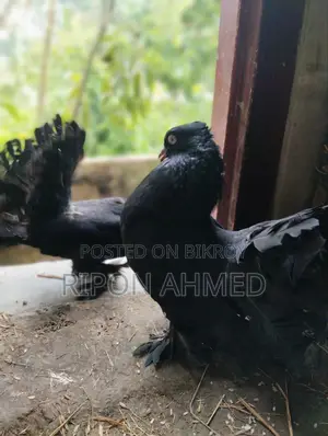 Pigeons For Sale
