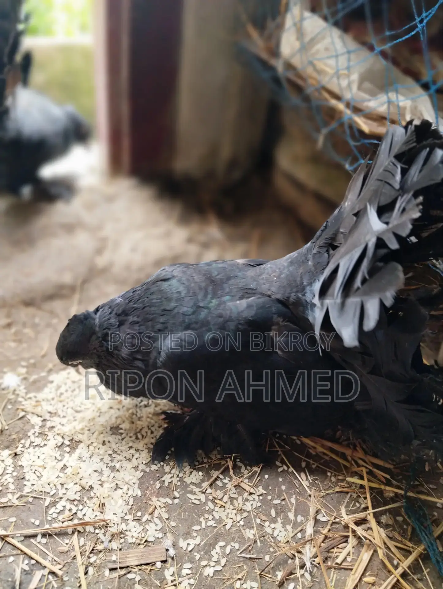 Pigeons For Sale