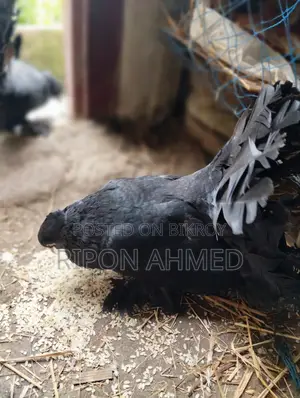 Pigeons For Sale