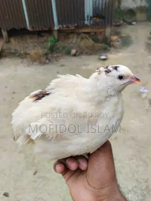 European Giant Coturnix Quail Hatching Eggs
