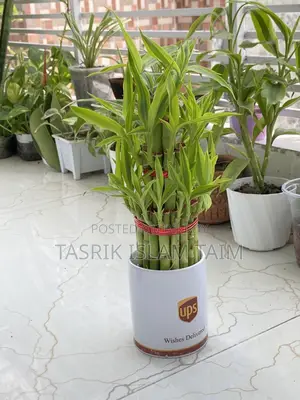 Lucky Bamboo Plant Indoor
