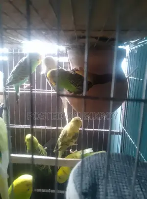 বাজরিকা পাখি