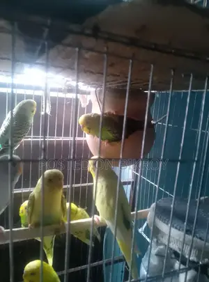 বাজরিকা পাখি